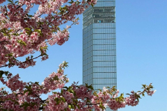 河津桜と千葉のランドマーク