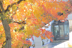 紅葉とモノレールではいポーズ😆